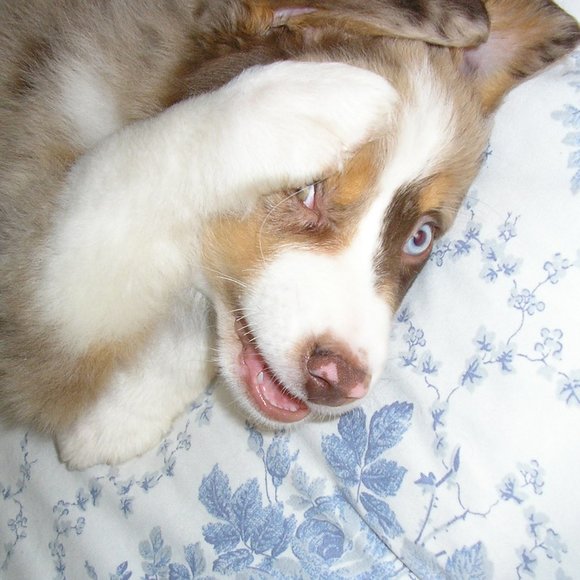 Meet your Posher, Lori - Picture 4 of 5